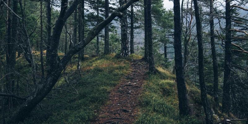 International Nurses Day